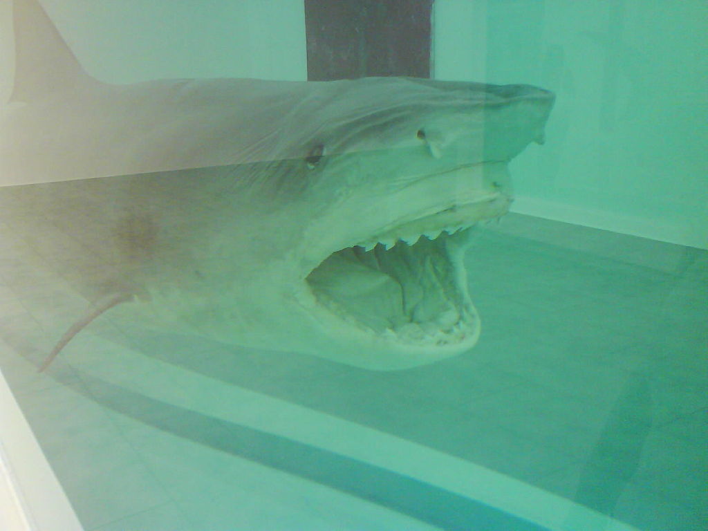 1024px-Shark84.jpeg